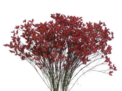 Статица красная