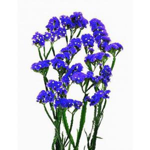 Статица синяя (Голландия)