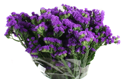 Статица синяя