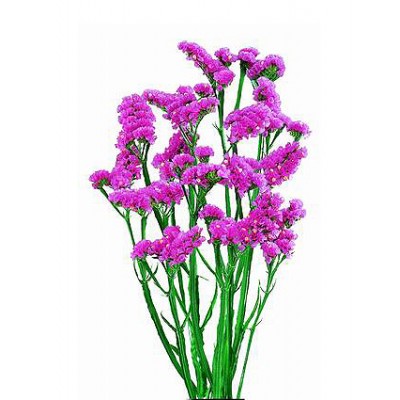 Статица сиреневая 