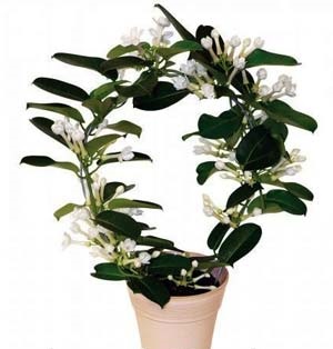 Стефанотис флорибунда. Высота 45 см.