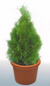 Туя смарагд. Высота 55 см.