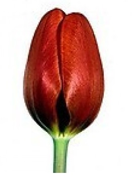 Тюльпан красный