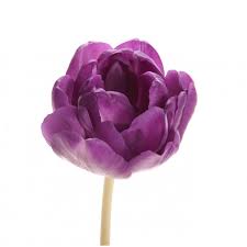 Тюльпан пионовидный фиолетовый (Голландия)