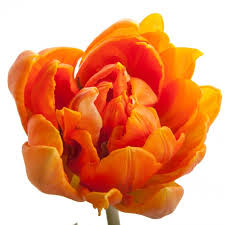 Тюльпан пионовидный оранжевый (Израиль)