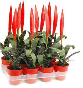 Вриезия спленриет. Высота 35 см.