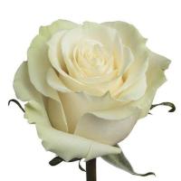 Роза Мондиаль 60 см.