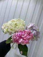 гортензия микс