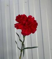 Гвоздика красная  по акции