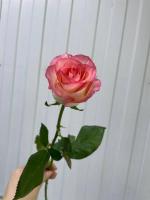 роза джумилия 60 см