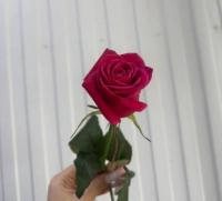 Роза Шангри-ла 50 см