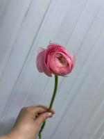 рунункулюсы