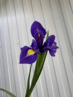 Ирис