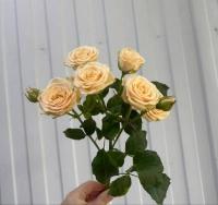 Роза Спрей Таня 50 см