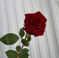 Роза Explorer 70 см