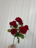 Роза кустовая Ред Дайменшн 50 см