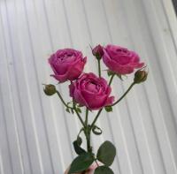 Роза Кустовая Мисти Баблс 40см