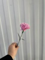 Гвоздика Pink