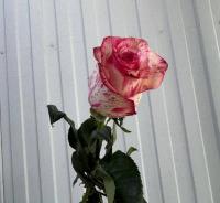 Роза Magic Times 70 см