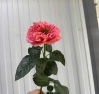 Роза Мандарин 70 см