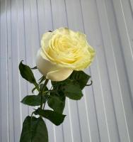 Роза Мондиаль 70 см