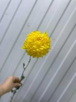 Хризантема одноголовая Магнум