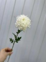 Хризантема одноголовая Рибанет