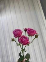 Роза кустовая Мисти баблс 60 см