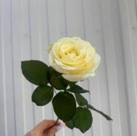 Роза Аваланж 70 см