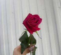 Роза шангри- ла 70 см