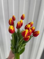 Тюльпан Ден Марк