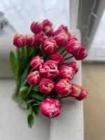 Тюльпан Калумбус