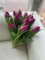 Тюльпан Пурпур Принц