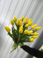 Тюльпан Стронг Голд