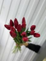 Тюльпан Стронг лав