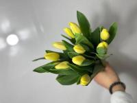 Тюльпан гладкий