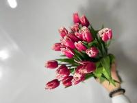 Тюльпан махровый