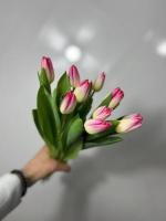 Тюльпан гладкий розовый