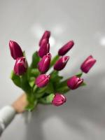 Тюльпан гладкий перпул леди