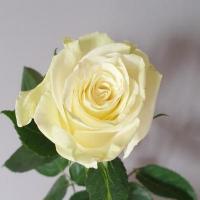 Роза аваланж 40 см